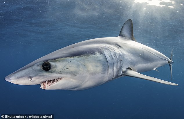 Sách Đỏ xác nhận cá mập đang nguy cấp hơn bao giờ hết, bao gồm cả loài nhanh nhất thế giới - Ảnh 1.