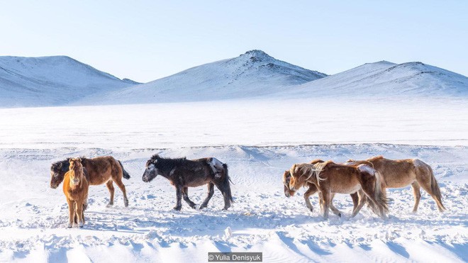 Lễ hội trên hồ đóng băng kỳ lạ của người Mông Cổ: Lạnh kinh hoàng nhưng đẹp đến mê mẩn - Ảnh 7.