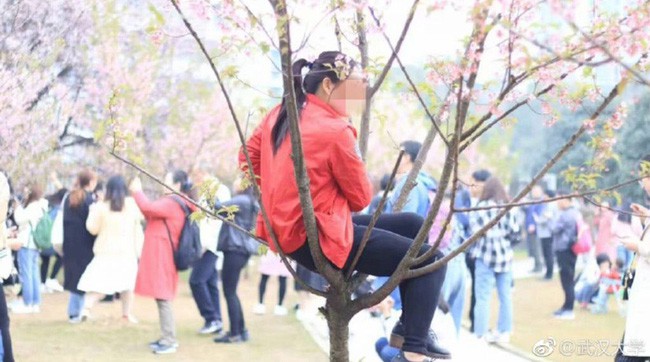 Địa điểm ngắm hoa anh đào đẹp nhất Trung Quốc: Phản cảm với cảnh bẻ cành, trèo lên cây ngồi để chụp ảnh - Ảnh 1.