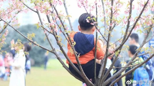 Địa điểm ngắm hoa anh đào đẹp nhất Trung Quốc: Phản cảm với cảnh bẻ cành, trèo lên cây ngồi để chụp ảnh - Ảnh 2.