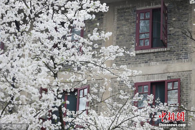 Thấy có quá nhiều sinh viên ế, trường ĐH này đã cho họ nghỉ 6 ngày chỉ để đi ngắm hoa, hẹn hò mùa xuân - Ảnh 6.
