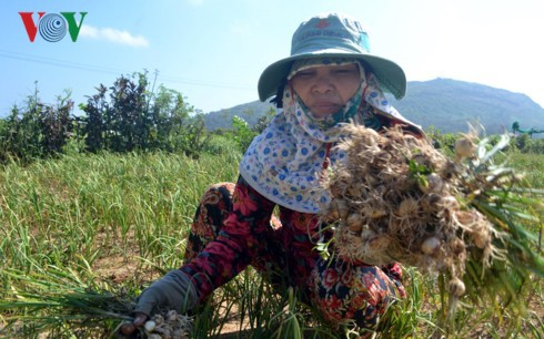 Tỏi Lý Sơn mất mùa, mất giá - Ảnh 1.