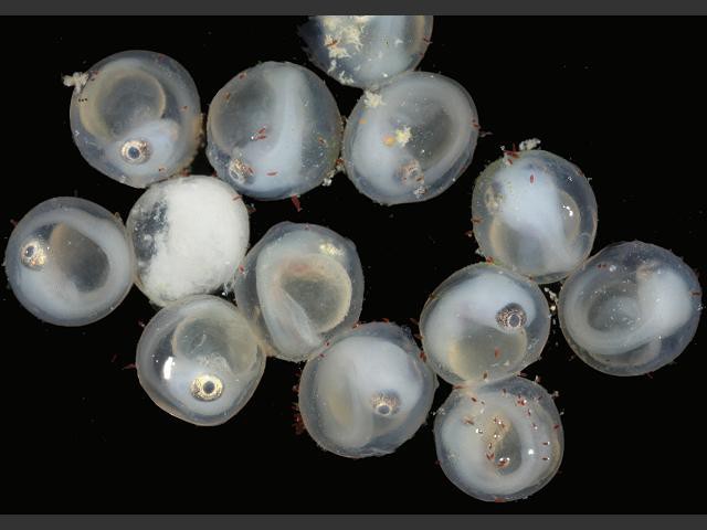 Chuyện lạ: Con cá này không đẻ trứng mà lại mang thai, sinh con - Ảnh 1.