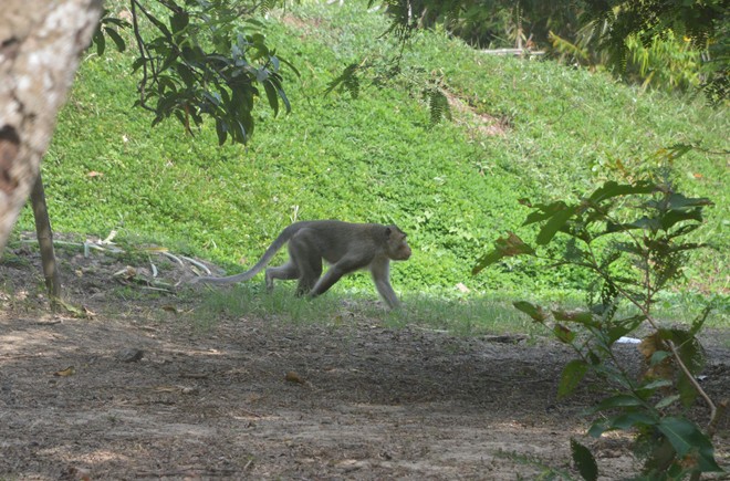Bắn hạ con khỉ đực đầu đàn cắn người ở Sóc Trăng - Ảnh 1. Bắn hạ con khỉ đực đầu đàn cắn người ở Sóc Trăng - Ảnh 1.
