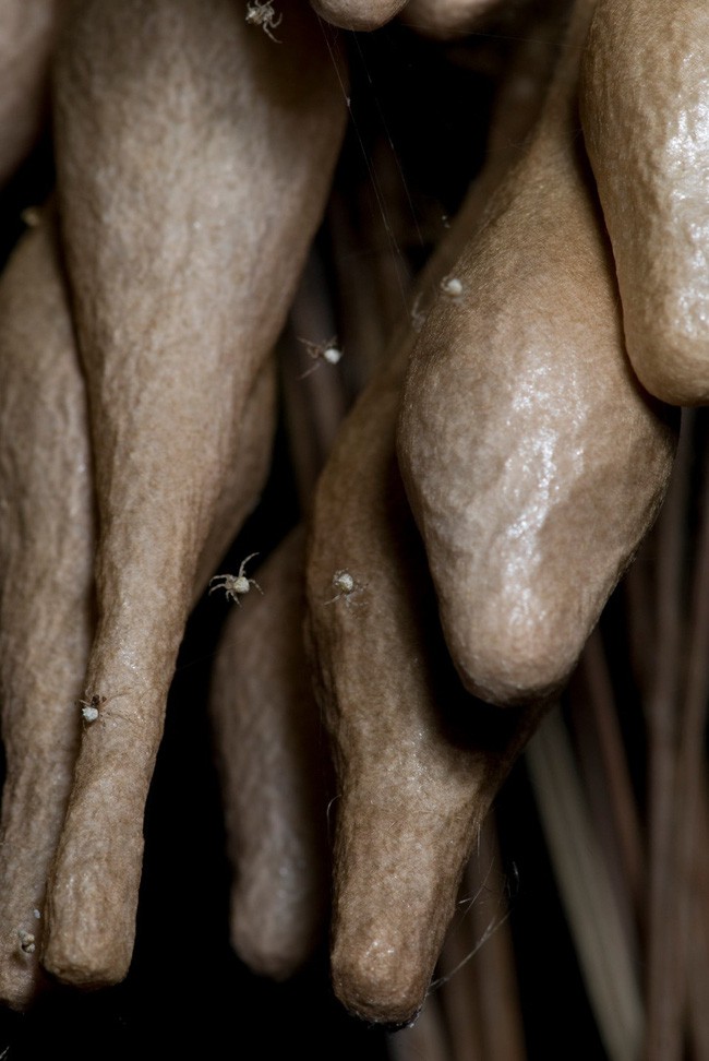 Thấy những chiếc túi bí ẩn treo lủng lẳng trên cây nhà hàng xóm, người phụ nữ sốt sắng hỏi cư dân mạng và nhận được câu trả lời ngã ngửa - Ảnh 2.