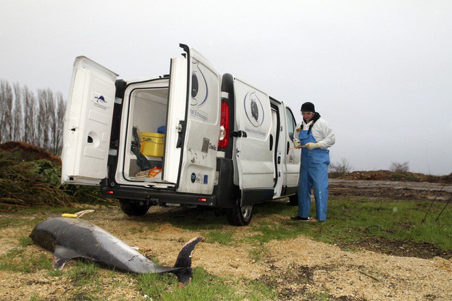 Pháp đi tìm lời giải cho thảm cảnh 1.100 con cá heo bị giết hại một cách bí ẩn dạt vào bờ biển - Ảnh 2.