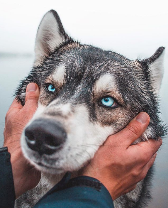 Chùm ảnh: 15 điều cần biết nếu bạn muốn nuôi một chú chó-lai-sói siêu đáng yêu trong nhà - Ảnh 5.
