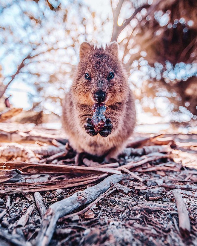 Bộ ảnh về Quokka - loài thú luôn mỉm cười, được mệnh danh là hạnh phúc nhất Trái Đất sẽ làm bạn quên hết muộn phiền - Ảnh 3.