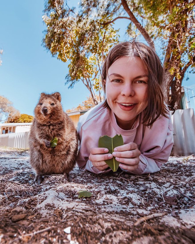 Bộ ảnh về Quokka - loài thú luôn mỉm cười, được mệnh danh là hạnh phúc nhất Trái Đất sẽ làm bạn quên hết muộn phiền - Ảnh 4.