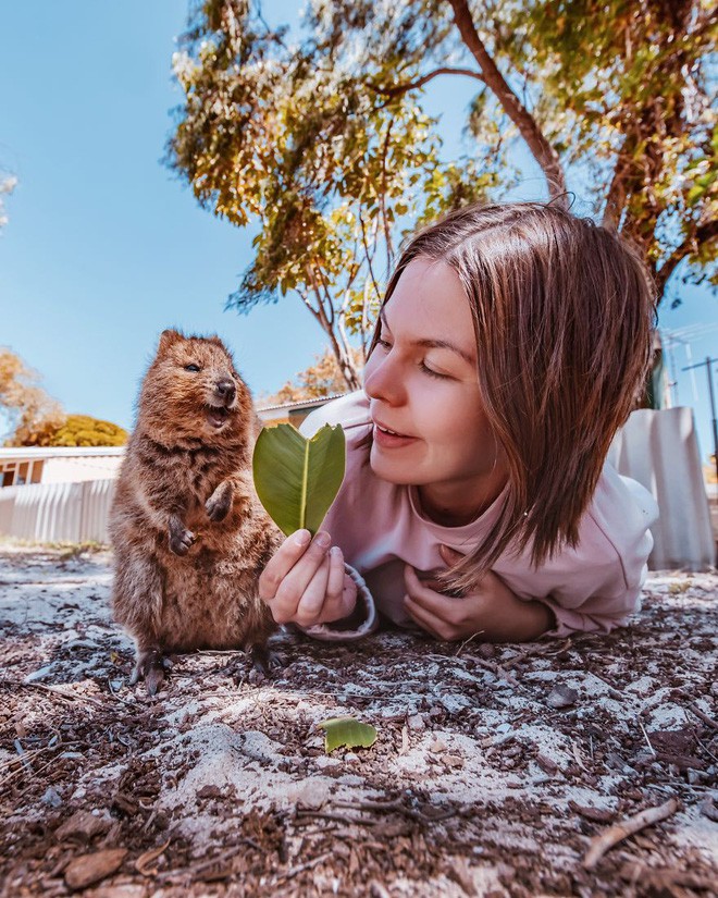 Bộ ảnh về Quokka - loài thú luôn mỉm cười, được mệnh danh là hạnh phúc nhất Trái Đất sẽ làm bạn quên hết muộn phiền - Ảnh 5.