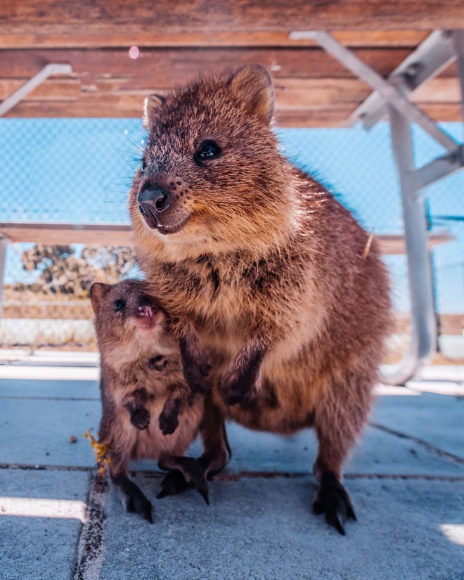 Bộ ảnh về Quokka - loài thú luôn mỉm cười, được mệnh danh là hạnh phúc nhất Trái Đất sẽ làm bạn quên hết muộn phiền - Ảnh 6.