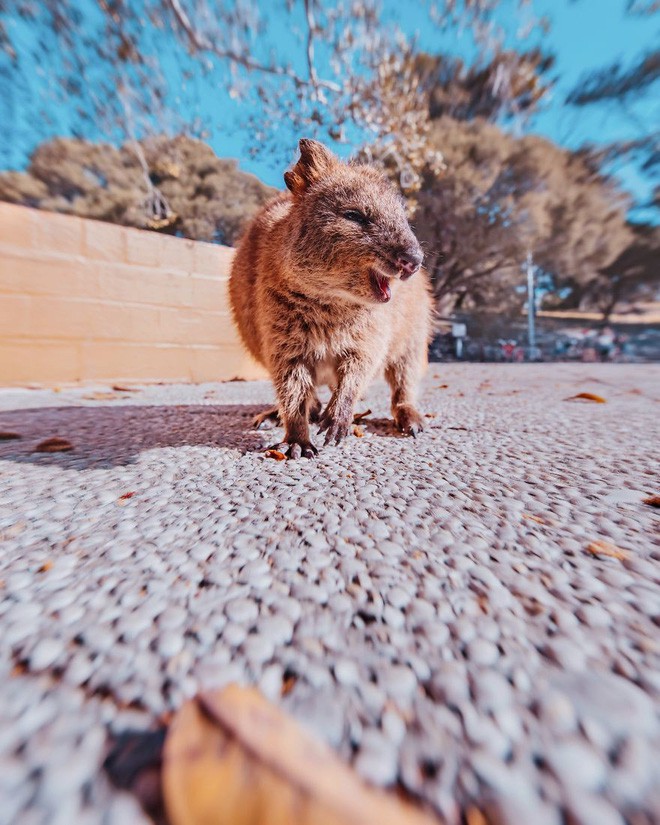 Bộ ảnh về Quokka - loài thú luôn mỉm cười, được mệnh danh là hạnh phúc nhất Trái Đất sẽ làm bạn quên hết muộn phiền - Ảnh 7.