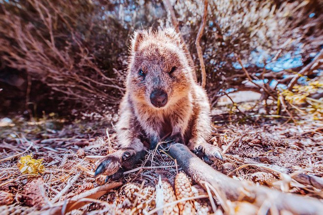 Bộ ảnh về Quokka - loài thú luôn mỉm cười, được mệnh danh là hạnh phúc nhất Trái Đất sẽ làm bạn quên hết muộn phiền - Ảnh 8.