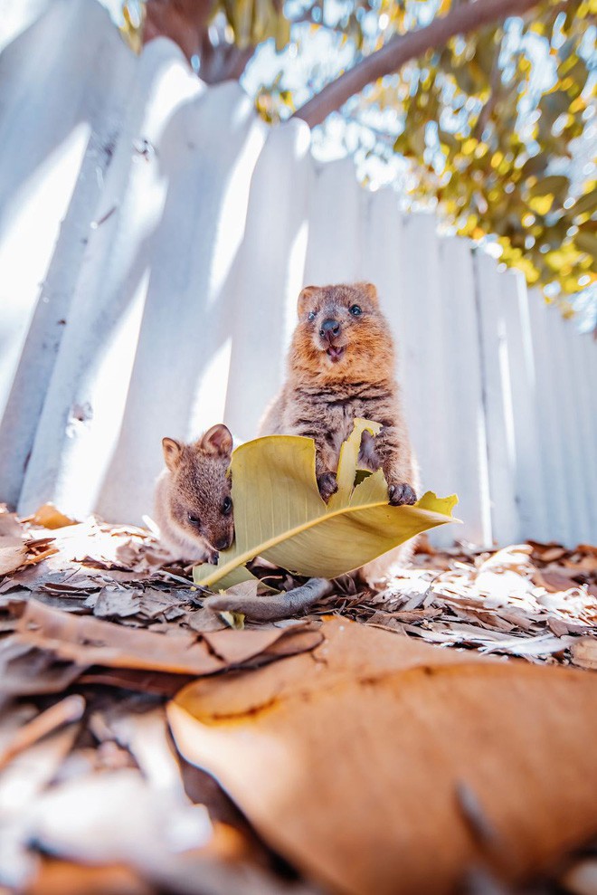 Bộ ảnh về Quokka - loài thú luôn mỉm cười, được mệnh danh là hạnh phúc nhất Trái Đất sẽ làm bạn quên hết muộn phiền - Ảnh 9.