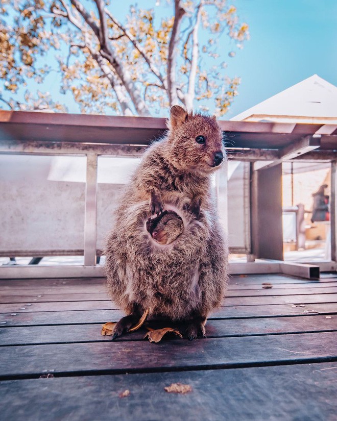 Bộ ảnh về Quokka - loài thú luôn mỉm cười, được mệnh danh là hạnh phúc nhất Trái Đất sẽ làm bạn quên hết muộn phiền - Ảnh 10.