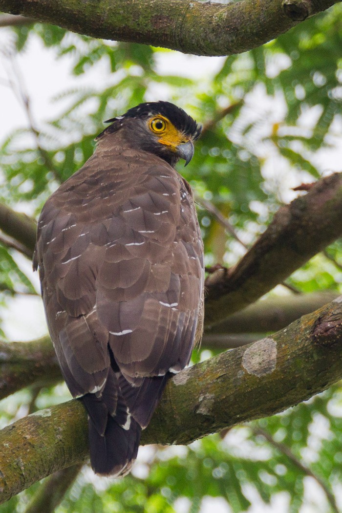 Diều hoa Miến Điện: Loài chim quý thuộc Sách Đỏ IUCN mang vẻ đẹp dũng mãnh hiếm có - Ảnh 4.