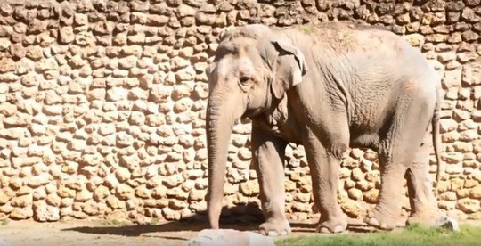 Con voi buồn nhất thế giới qua đời sau 43 năm bị nhốt - Ảnh 3.