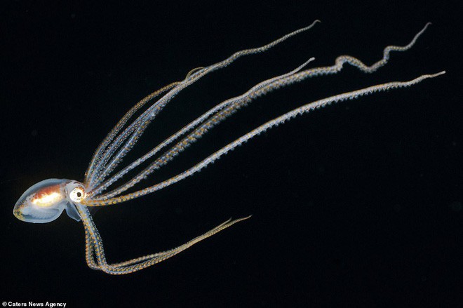 Những sinh vật biển phát sáng tuyệt đẹp của đáy Thái Bình Dương sẽ khiến bạn mê mẩn - Ảnh 12.
