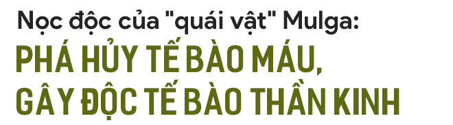 Quái vật rắn độc dị biệt nhất hành tinh: Chuyên cắn người đang ngủ say, nọc làm tan máu - Ảnh 3.