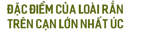 Quái vật rắn độc dị biệt nhất hành tinh: Chuyên cắn người đang ngủ say, nọc làm tan máu - Ảnh 6.