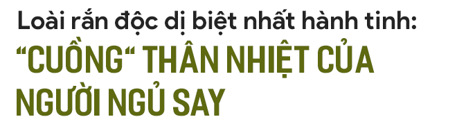 Quái vật rắn độc dị biệt nhất hành tinh: Chuyên cắn người đang ngủ say, nọc làm tan máu - Ảnh 1.