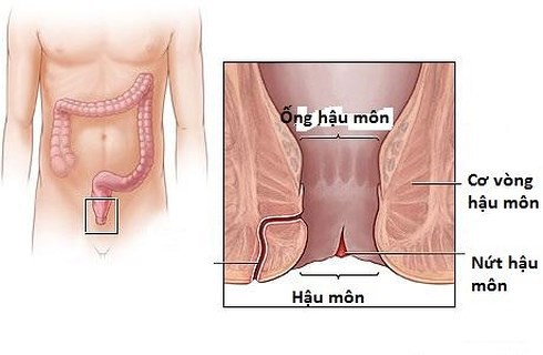 Đau ở hậu môn: Nếu kèm theo sốt thì phải đến gặp bác sĩ ngay lập tức - Ảnh 1.