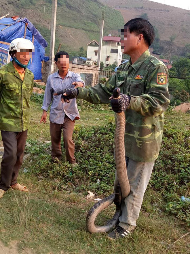 Người dân Sơn La bắt được rắn hổ mang khủng nặng 10kg, dài hơn 2m - Ảnh 1.