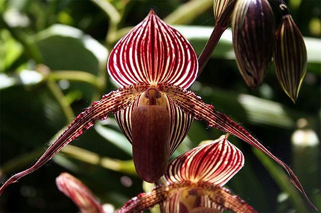 Top 5 loài hoa đắt đỏ nhất hành tinh - Ảnh 2.