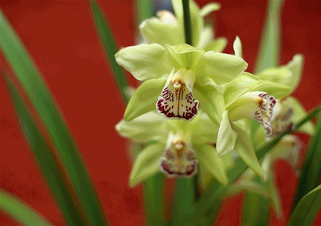 Top 5 loài hoa đắt đỏ nhất hành tinh - Ảnh 3.