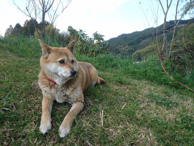 Gặp gỡ boss Shiba bán hoa nổi tiếng ở Nhật Bản, được phong là bà chủ nhàn rỗi của các nhân viên trên nông trại - Ảnh 7.