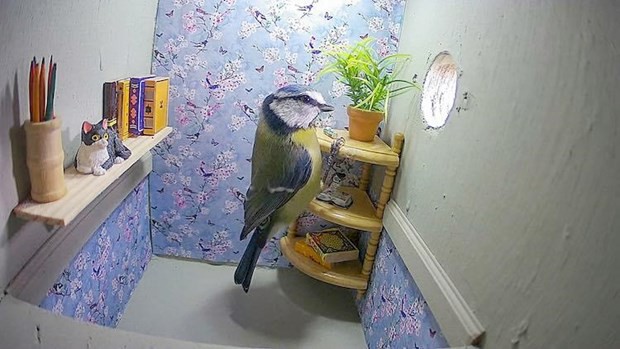 Kinh ngạc căn phòng khách hiện đại của chú chim sẻ ngô xanh - Ảnh 1.