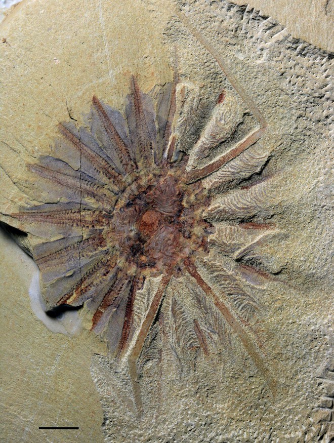 Quái vật biển cổ đại 18 xúc tu này có thể là tổ tiên loài sứa lược - Ảnh 1.
