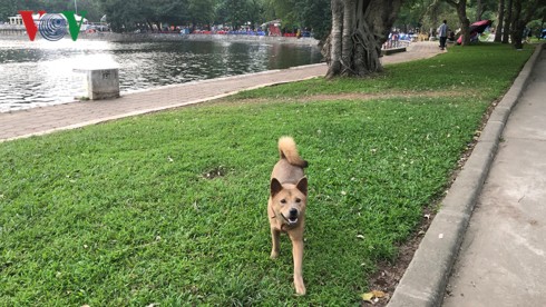 Kinh hãi chó không rọ mõm chạy rông trong công viên Thống Nhất - Ảnh 13.