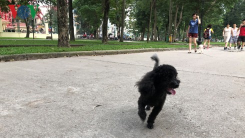 Kinh hãi chó không rọ mõm chạy rông trong công viên Thống Nhất - Ảnh 17.