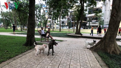 Kinh hãi chó không rọ mõm chạy rông trong công viên Thống Nhất - Ảnh 21.
