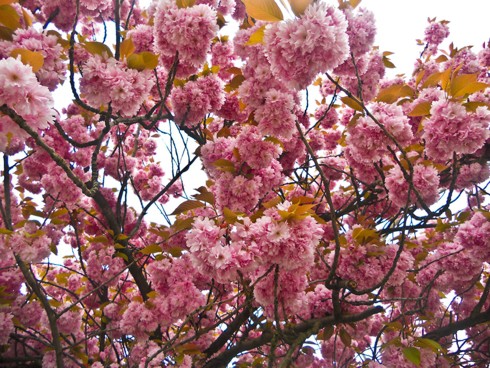 Chiêm ngưỡng vẻ đẹp hoa mùa xuân ở Bỉ - Ảnh 14.