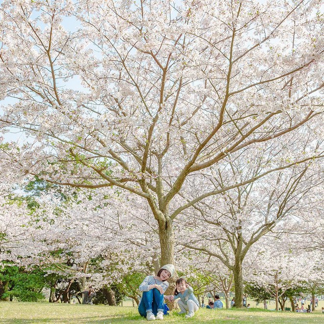 Thiên đường hoa gây sốt Nhật Bản: Hàng cây anh đào kết hợp rừng hoa mắt xanh đẹp như một giấc mơ - Ảnh 7.