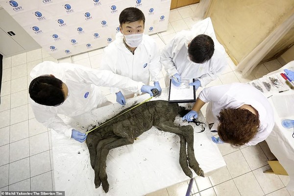 Phát hiện máu lỏng trong xác ngựa hóa thạch 42.000 năm tuổi, cơ hội hồi sinh một giống loài tuyệt chủng không còn xa - Ảnh 2.