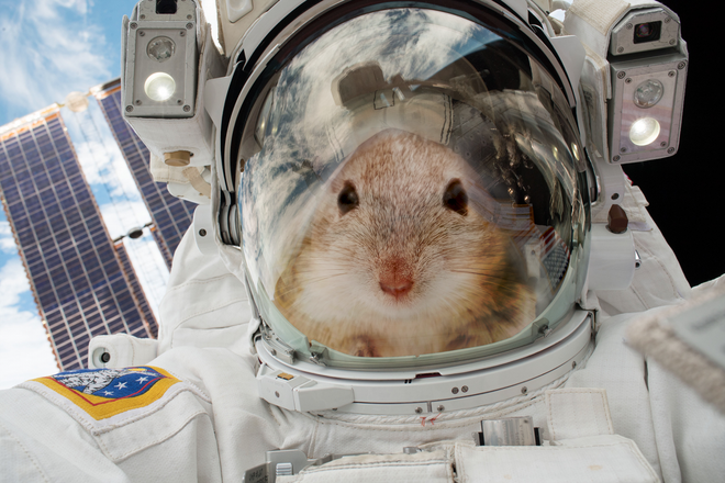 NASA mang chuột lên ISS, và chúng biến thành những con chuột bay đáng sợ thế này đây - Ảnh 2.