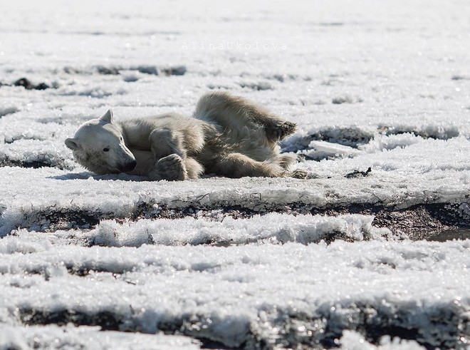 Phát hiện con gấu Bắc Cực dạt nhà, đi hơn 700km để xin ăn - Ảnh 1.