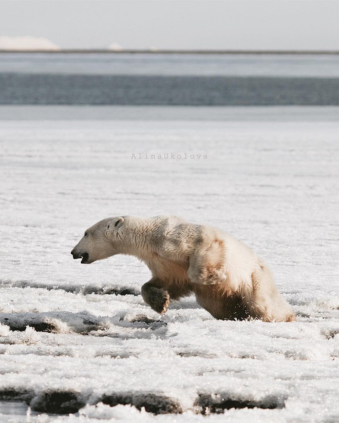 Phát hiện con gấu Bắc Cực dạt nhà, đi hơn 700km để xin ăn - Ảnh 3.