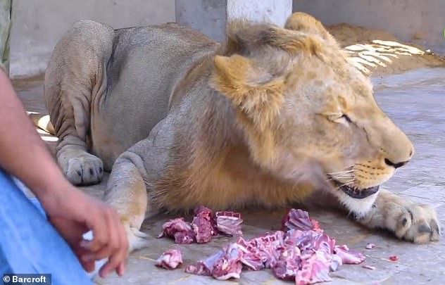 Gặp gỡ Simba: Chú sư tử lớn lên ở nông trại, hay mè nheo và ngại đi ô tô - Ảnh 3.