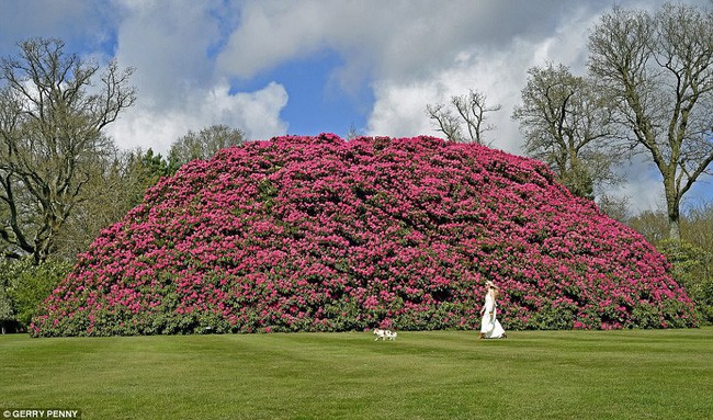 Tròn mắt ngắm nhìn cây hoa đỗ quyên hơn 120 tuổi khổng lồ nhất thế giới có thể nuốt chửng cả vài trăm người cùng một lúc - Ảnh 3.