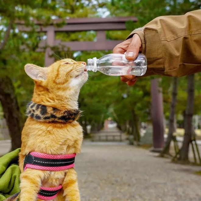 Dân mạng phát hờn với 2 boss mèo được vác đi khắp Nhật Bản: Cảnh đẹp như mơ mà chỉ lo ngáp với ngủ - Ảnh 13.
