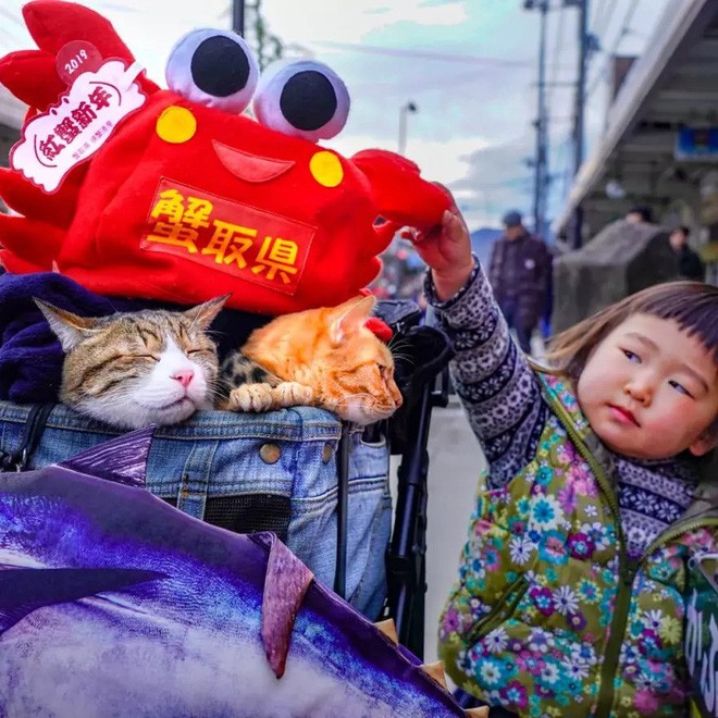 Dân mạng phát hờn với 2 boss mèo được vác đi khắp Nhật Bản: Cảnh đẹp như mơ mà chỉ lo ngáp với ngủ - Ảnh 4.