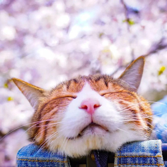 Dân mạng phát hờn với 2 boss mèo được vác đi khắp Nhật Bản: Cảnh đẹp như mơ mà chỉ lo ngáp với ngủ - Ảnh 9.
