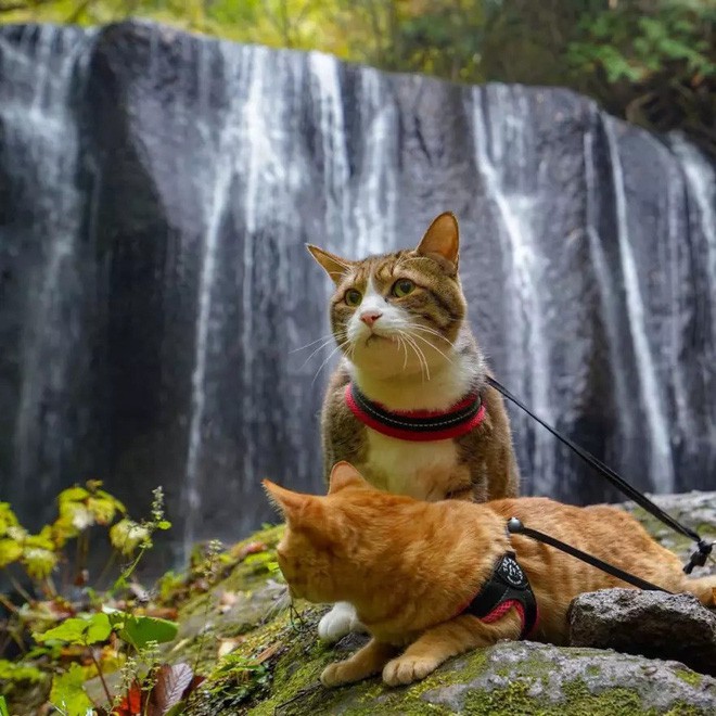 Dân mạng phát hờn với 2 boss mèo được vác đi khắp Nhật Bản: Cảnh đẹp như mơ mà chỉ lo ngáp với ngủ - Ảnh 10.