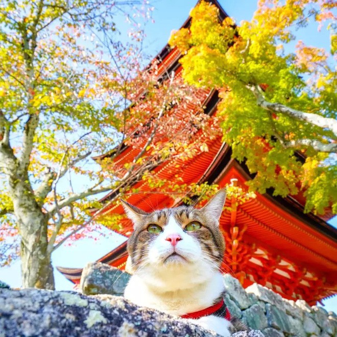 Dân mạng phát hờn với 2 boss mèo được vác đi khắp Nhật Bản: Cảnh đẹp như mơ mà chỉ lo ngáp với ngủ - Ảnh 11.