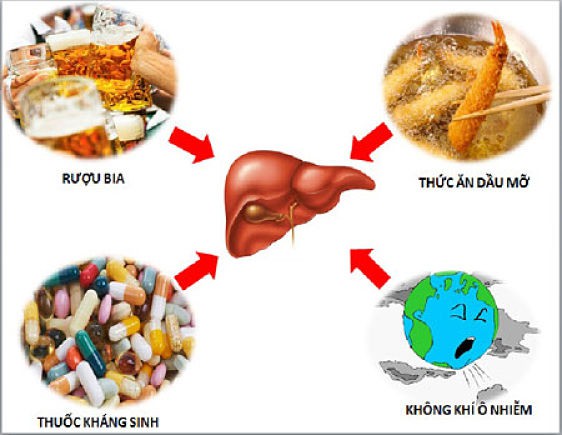 Dược thiện chữa viêm gan trúng độc - Ảnh 1.