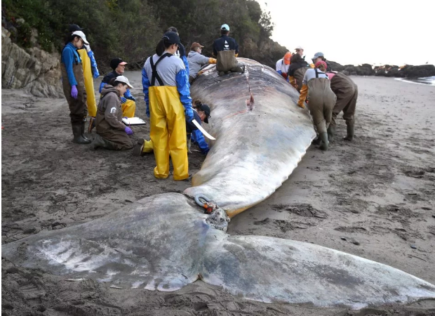 Mổ bụng, phát hiện nguyên nhân bất thường khiến hàng chục con cá voi khổng lồ chết bí ẩn - Ảnh 1.